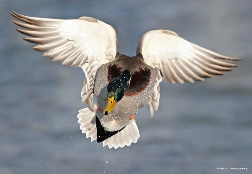 Mallard Image